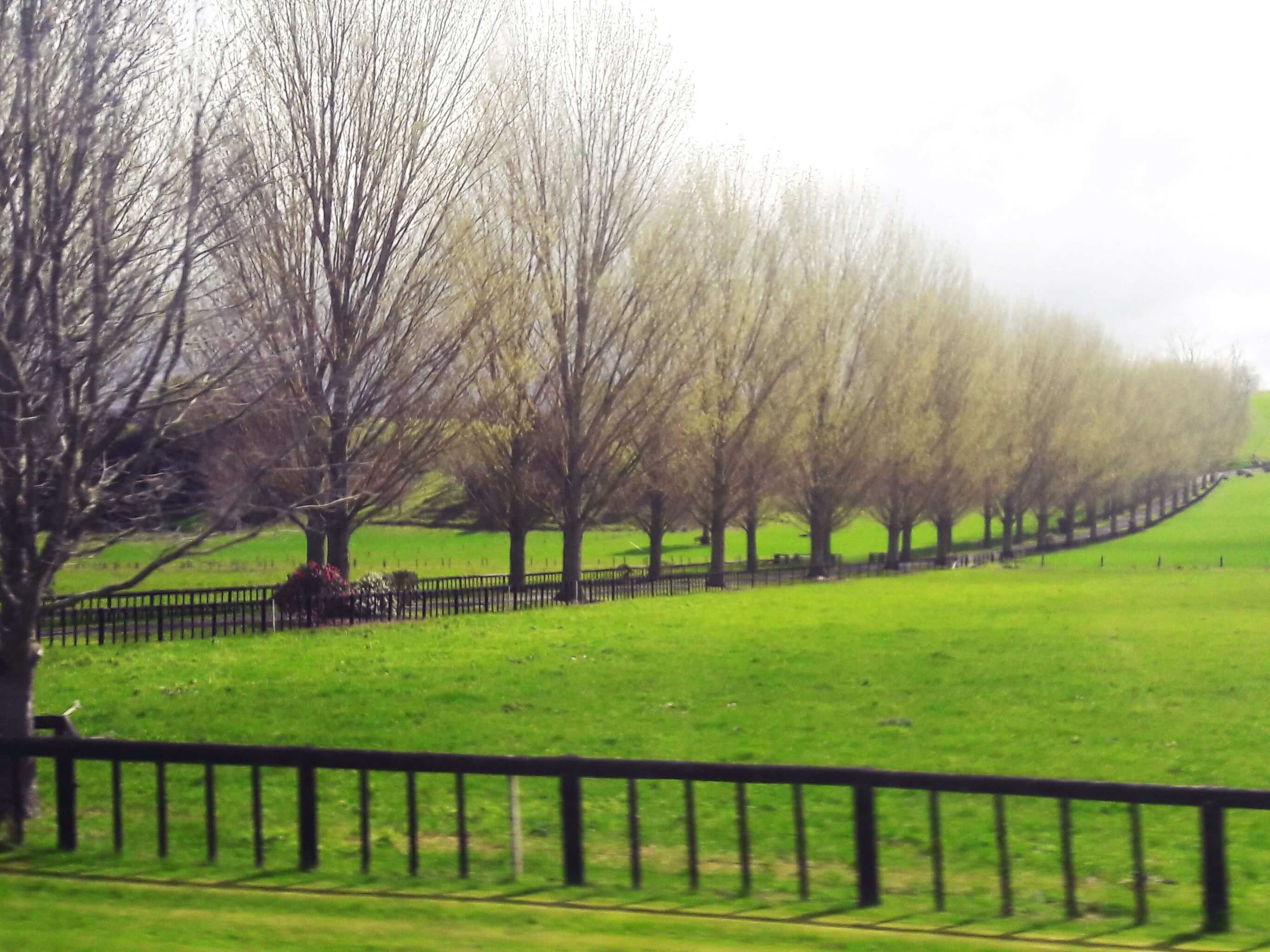 Lush green farmlands in Waikato region enroute the Hobbiton Movie Set