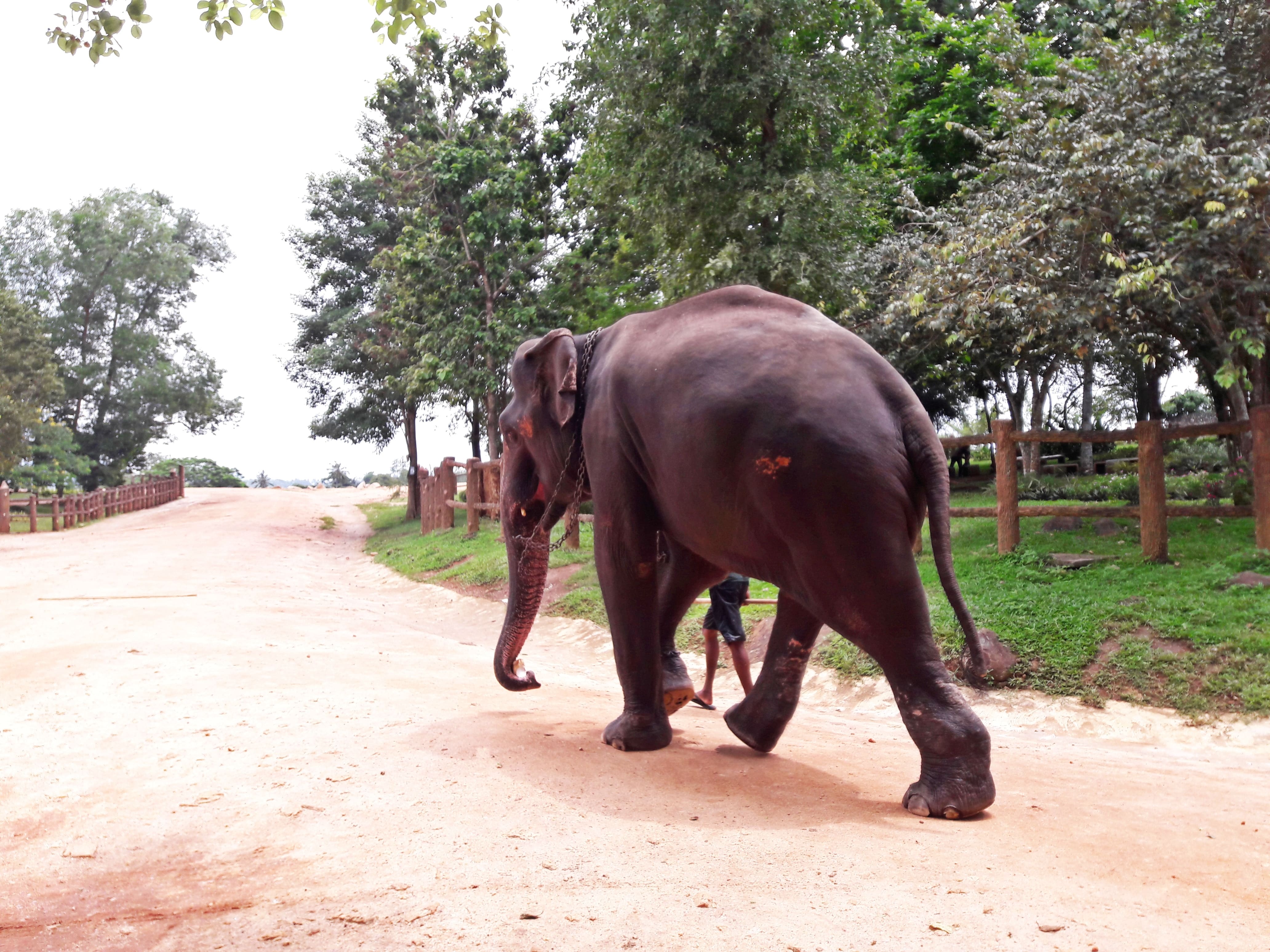 Pinnawala elephant orphanage is a must do place in your 4 day Sri Lanka itinerary