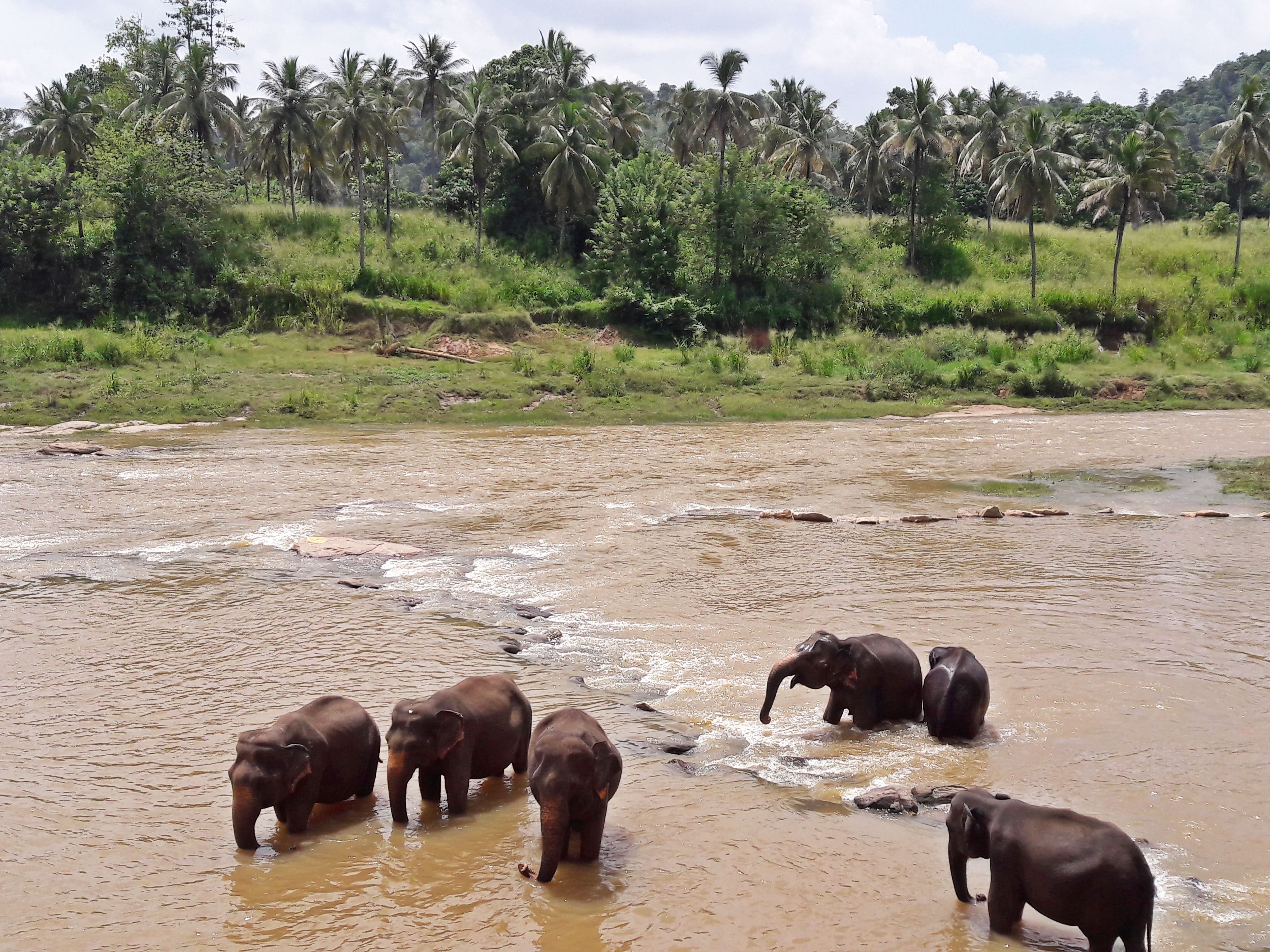 The elephants enjoying a nice bath in the river stream at Pinnawala