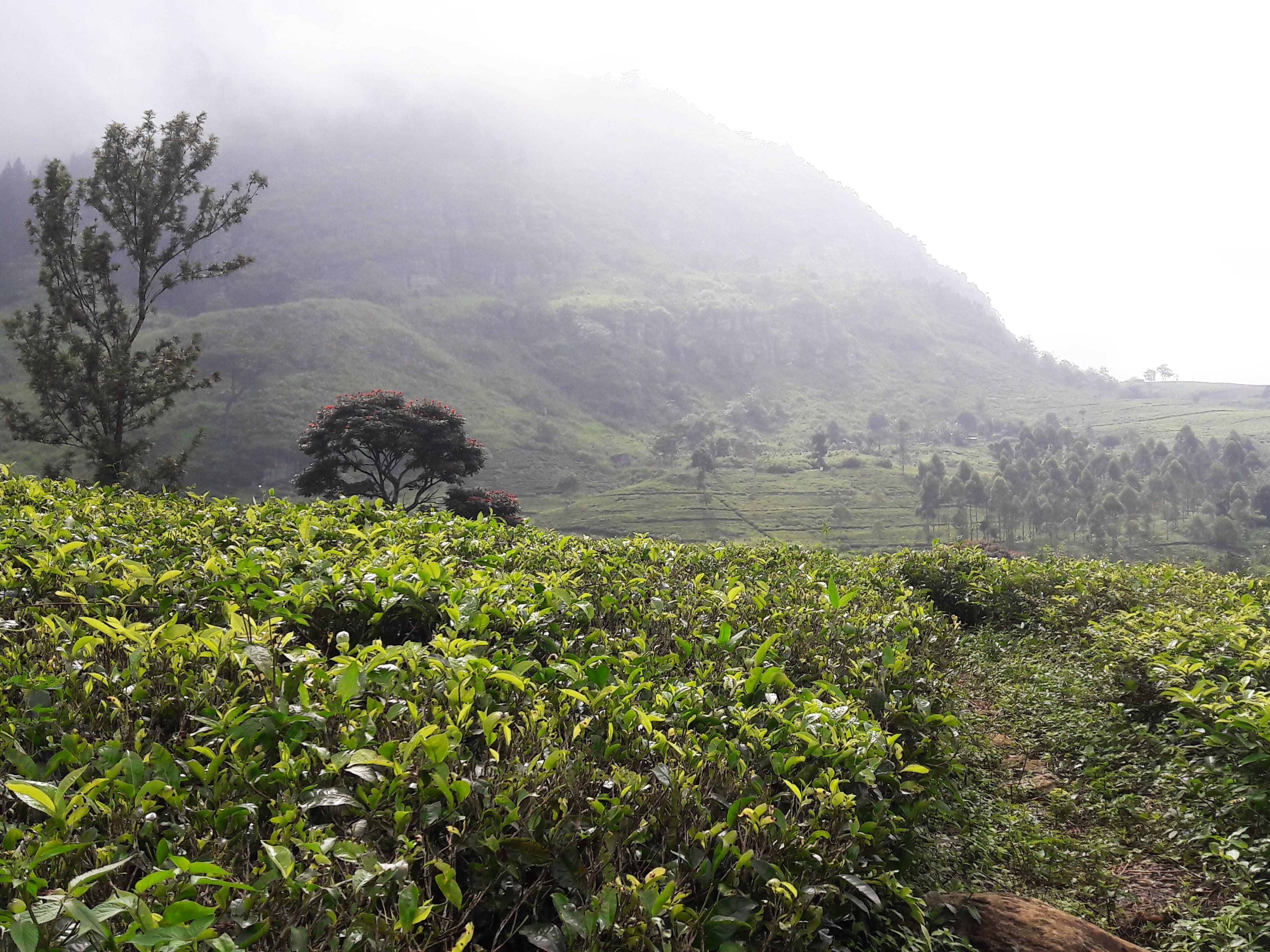 The lush green exquisite tea plantation near Nuwara Eliya