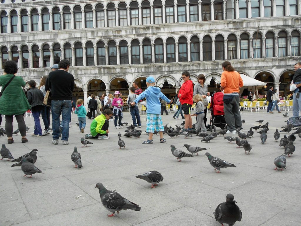 St. Mark's Square is a happy hangout spot for Pigeons