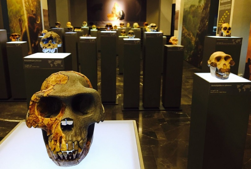 A section displaying human skulls in the National Museum of Georgia