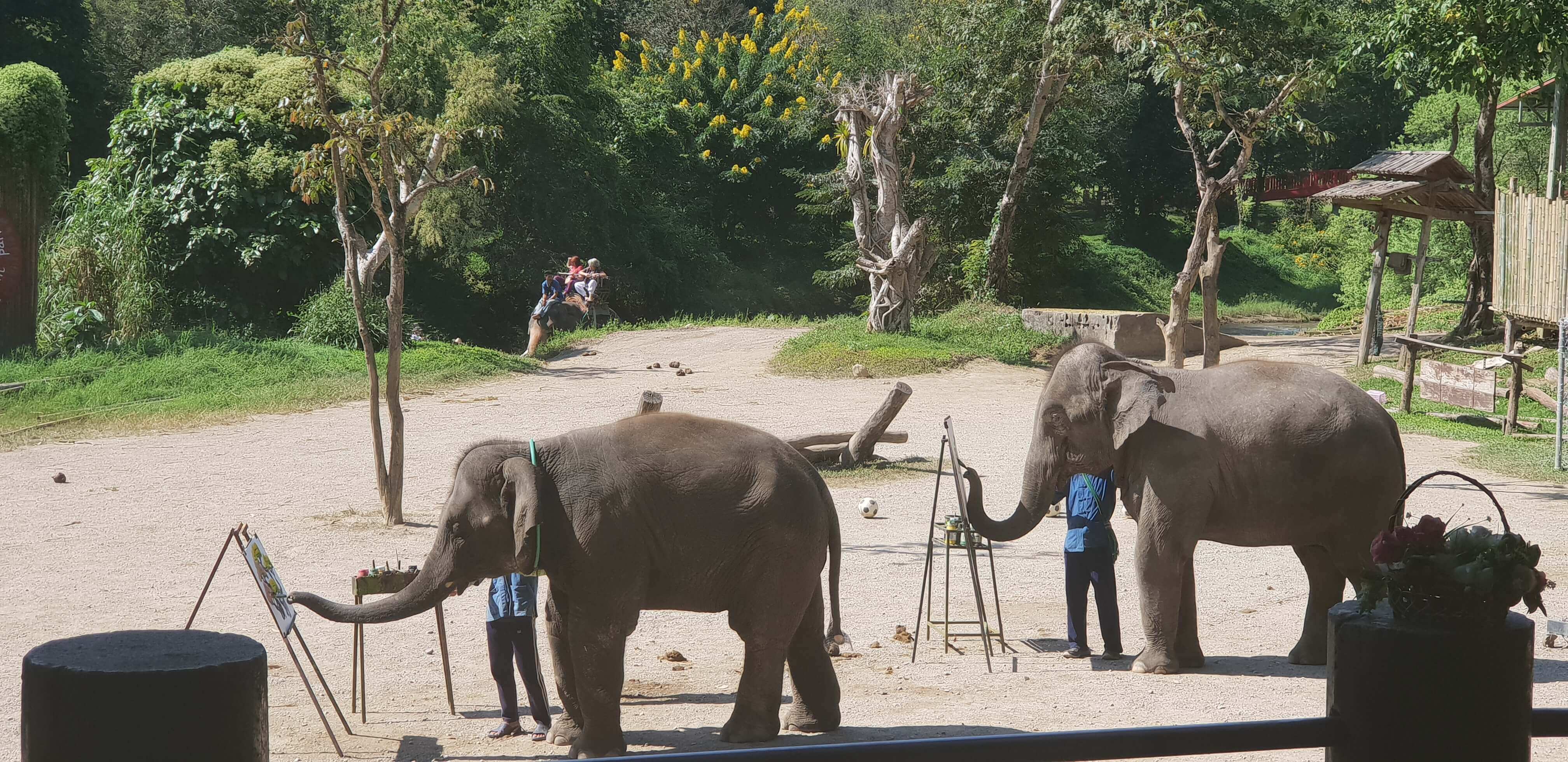 Gentle giants using their painting skills at the Maetaeng Elephant Park