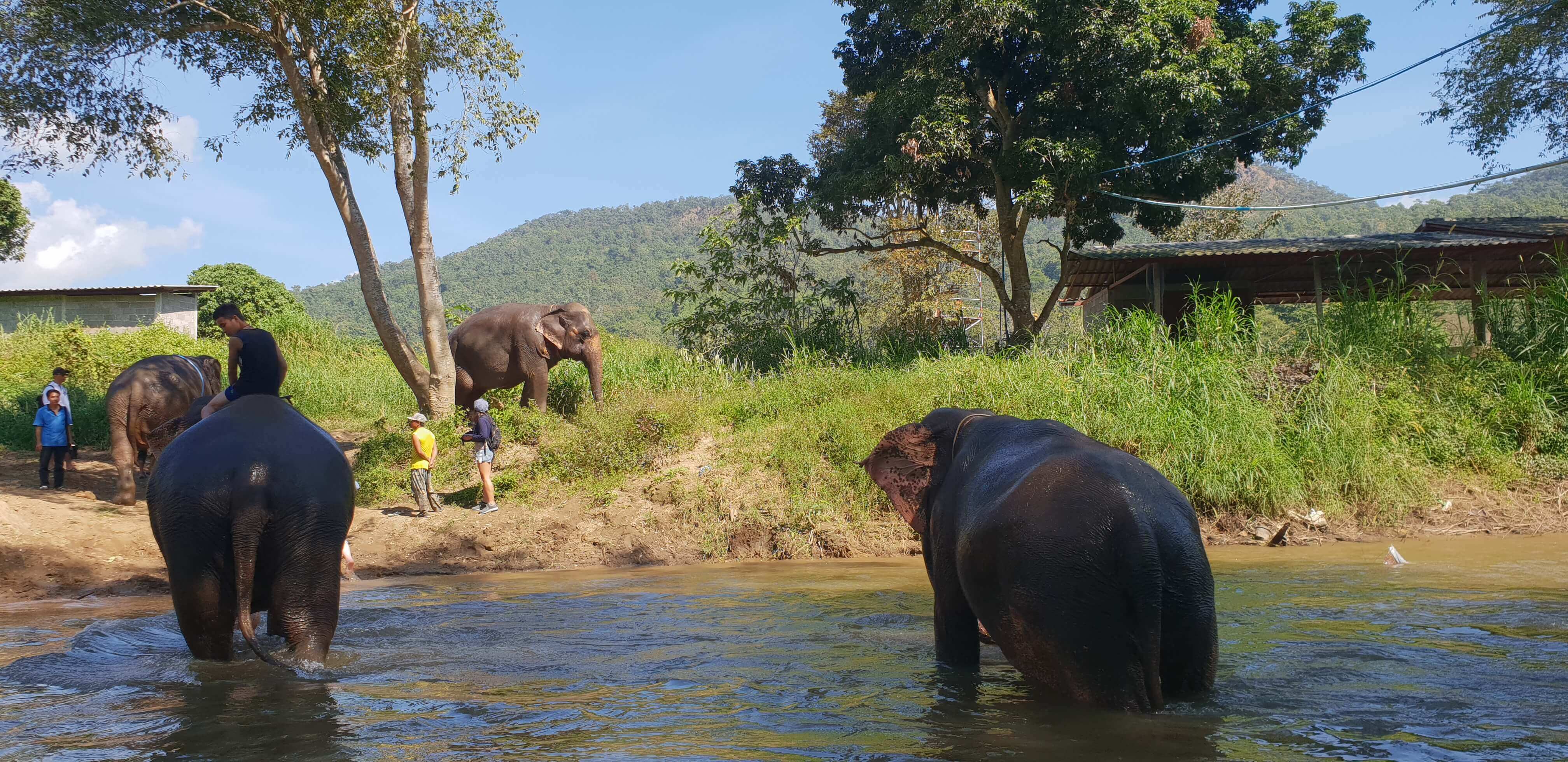 Elephants bathing in the Mae Taeng river