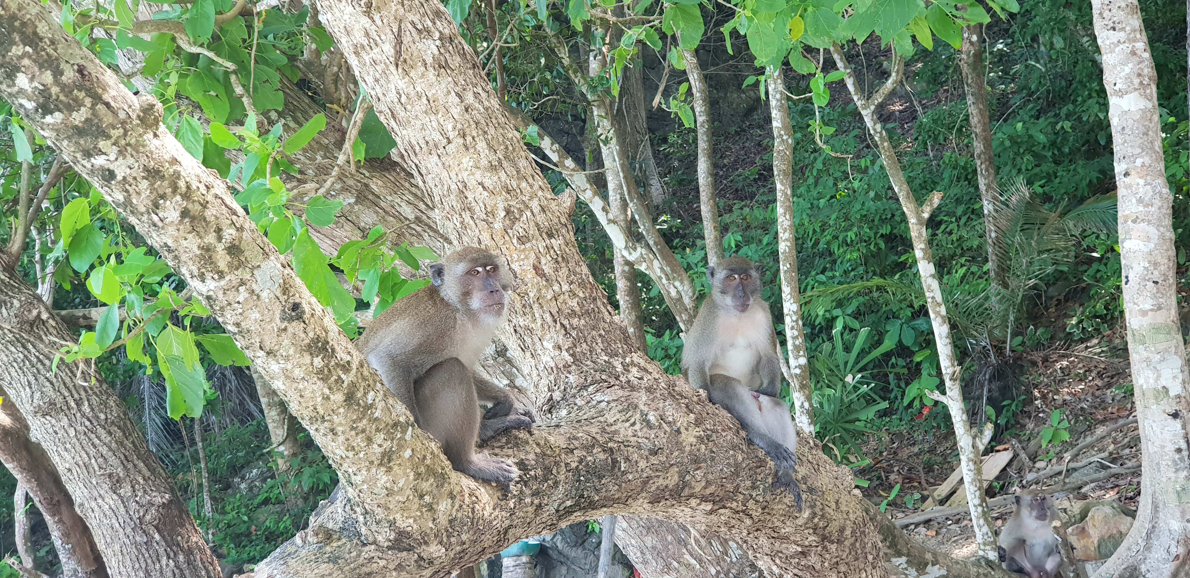 Meet the monkeys at the Monkey Beach