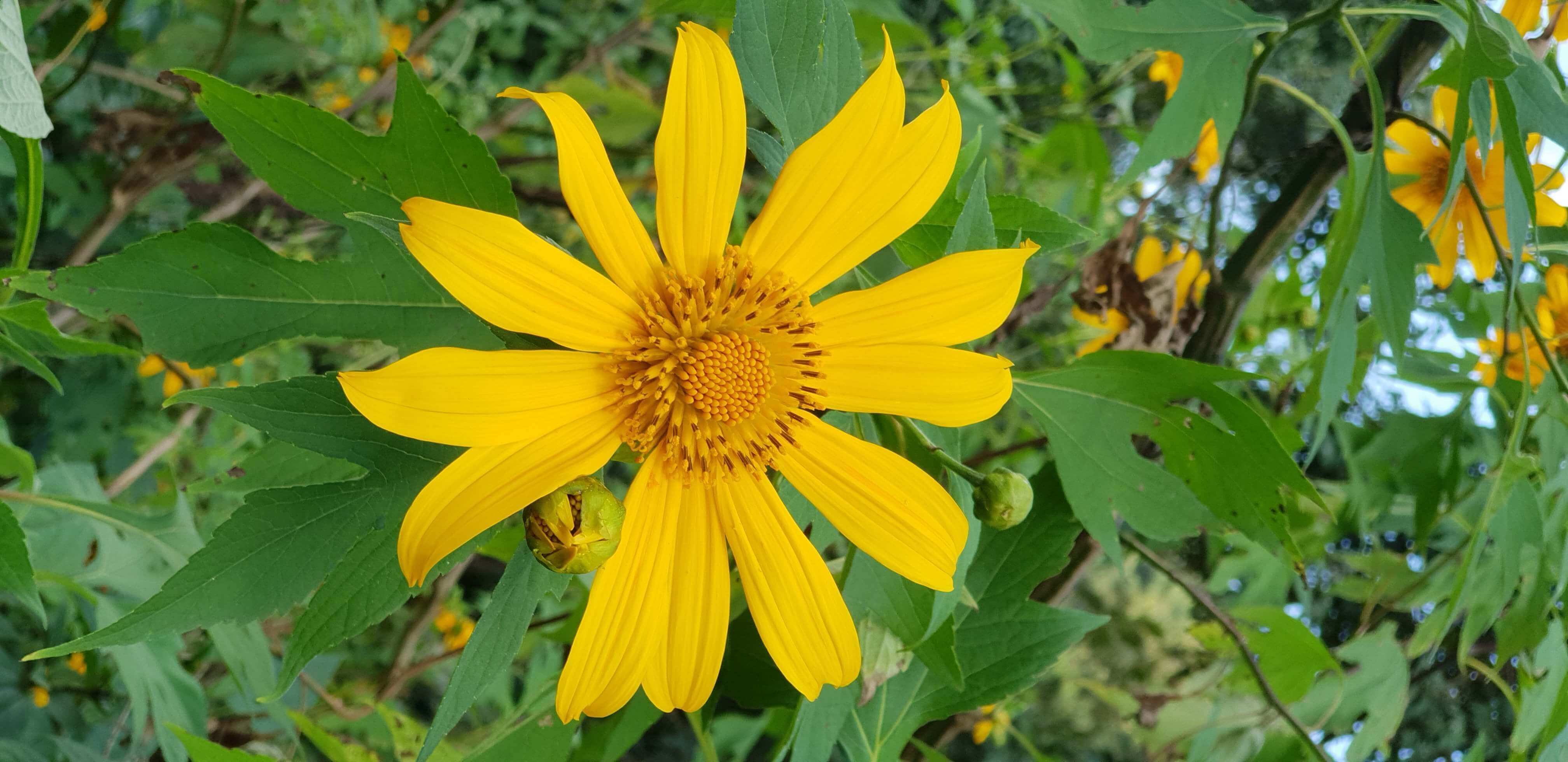 Nuttall's sunflower - Helianthus nuttallii spotted in Mae Klang Luang village