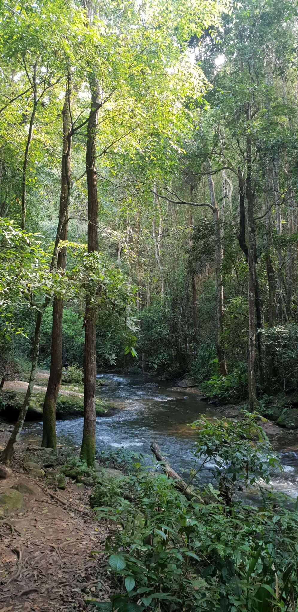 Trekking through the forest in the Pha Dok Siew nature trail
