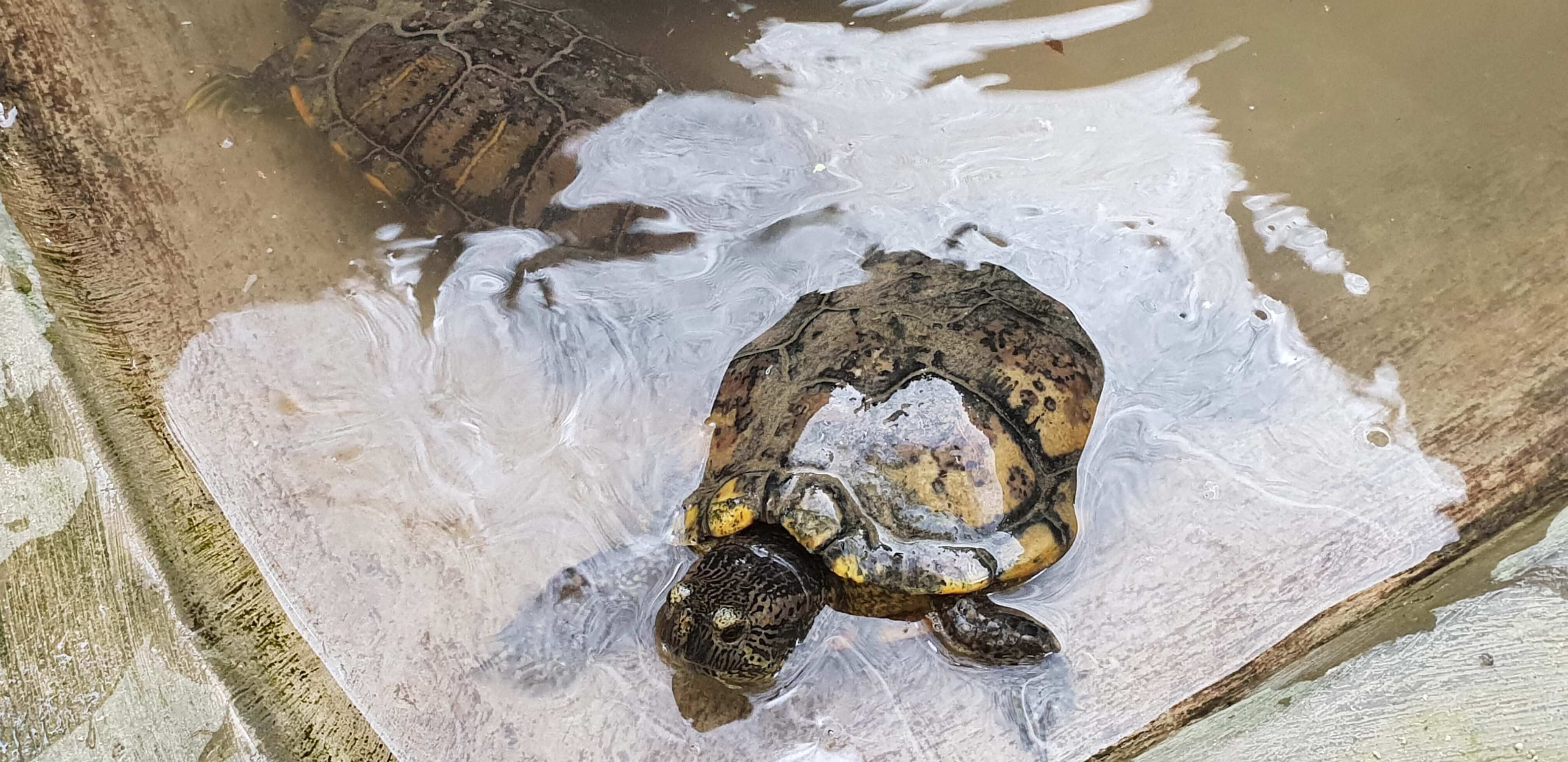 A small turtle enjoying it's time in water