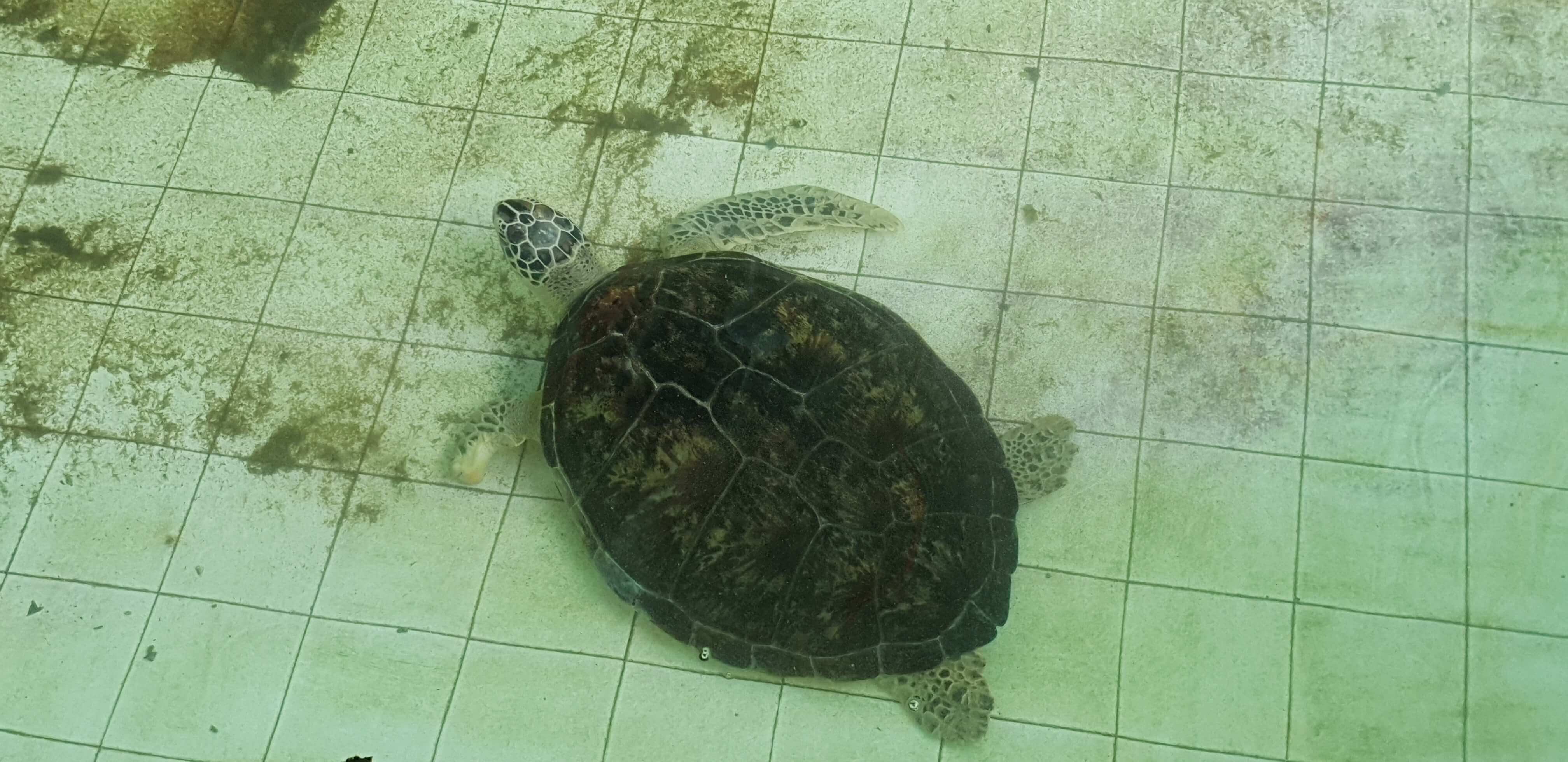 A rehabilitating turtle at the Turtle Conservation and Education Centre