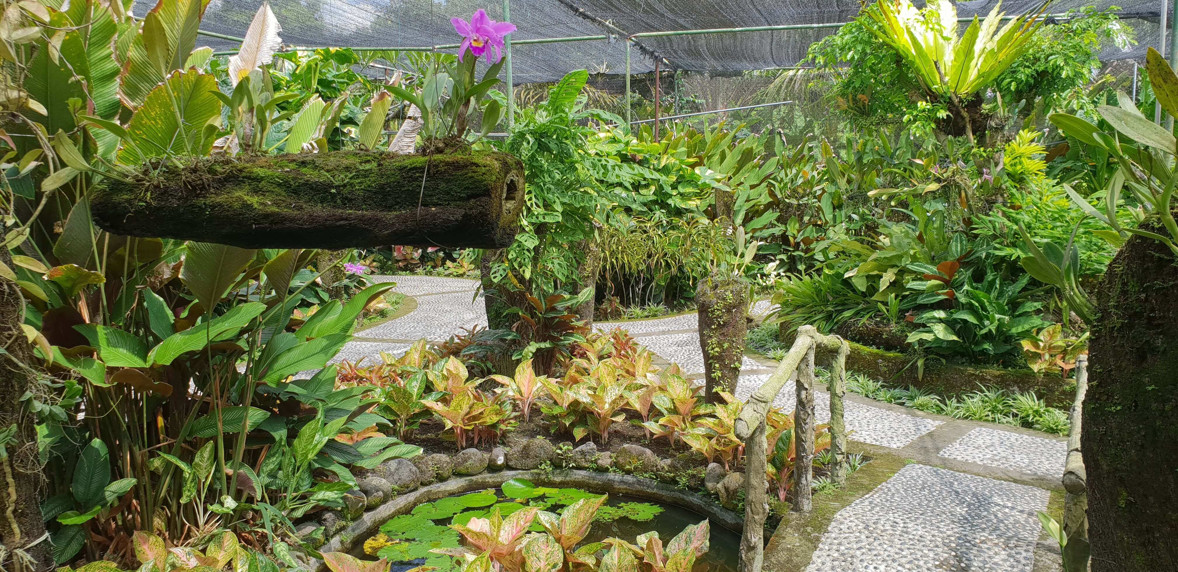 Beautiful views inside the Bali Orchid garden
