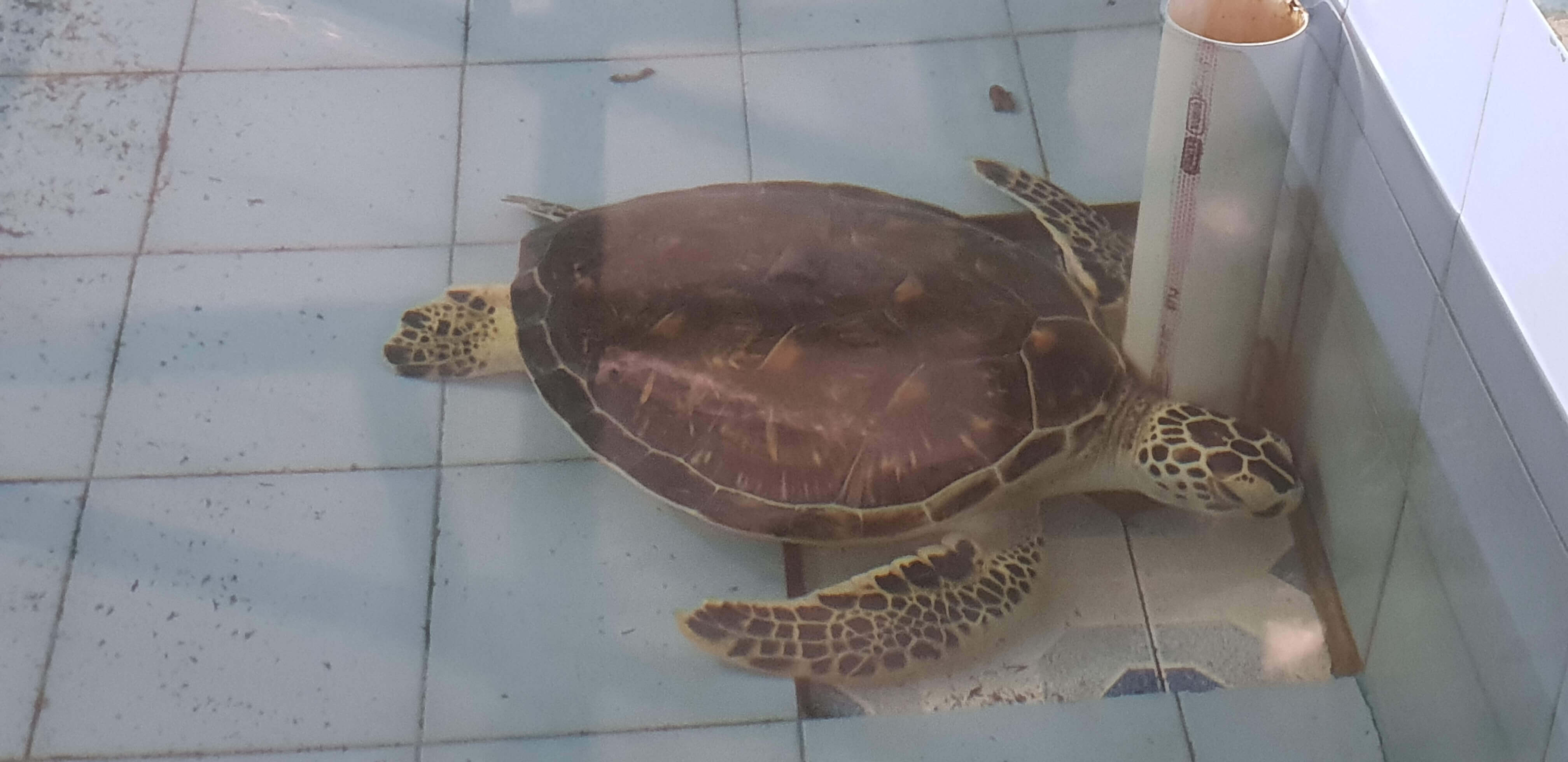 The place adopts injured turtles and takes care of them till they are released in the ocean
