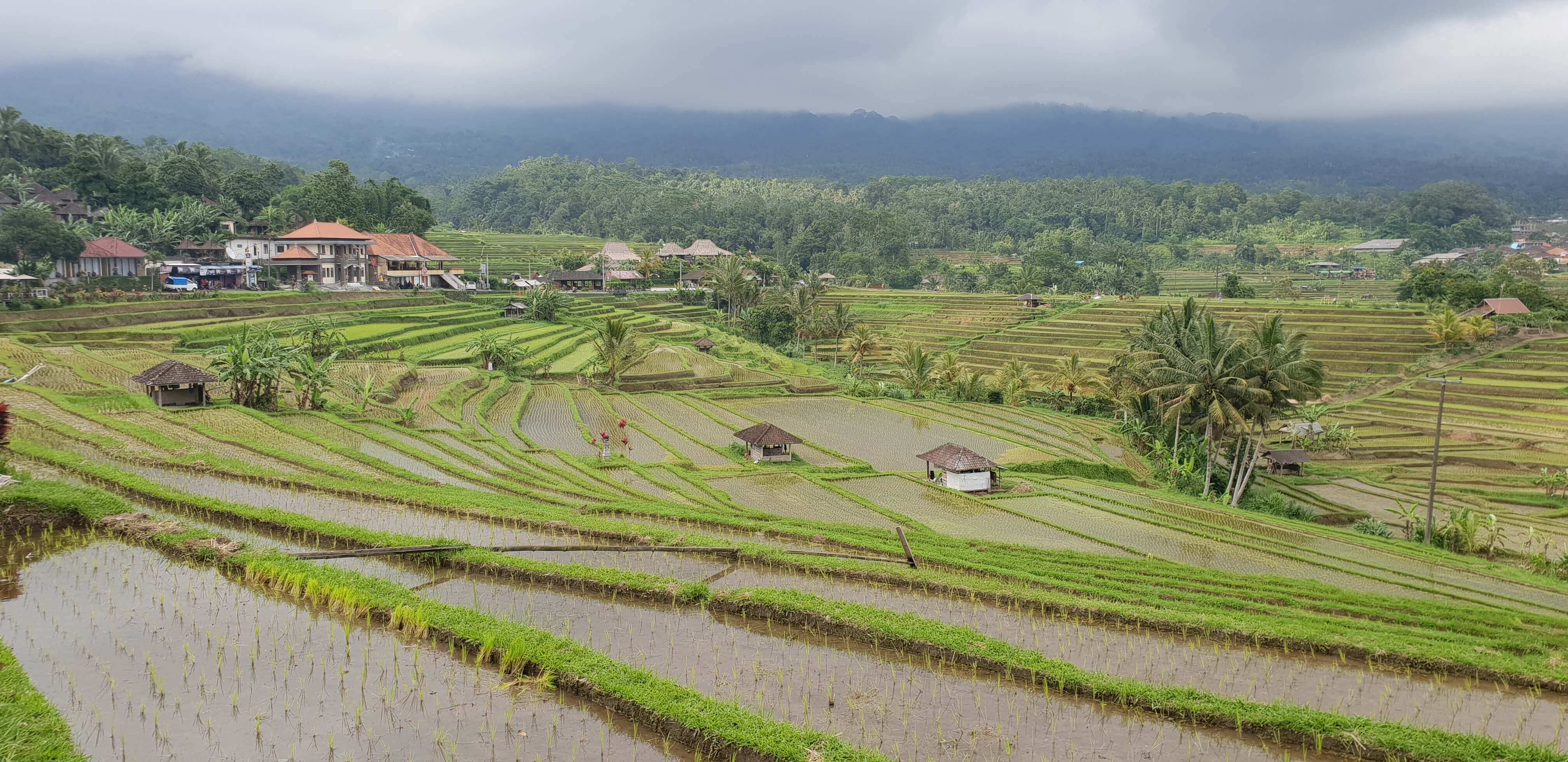 Jatiluwih Green Land rice terrace is a stunning UNESCO World Heritage site which makes it a must-visit in the Ubud itinerary