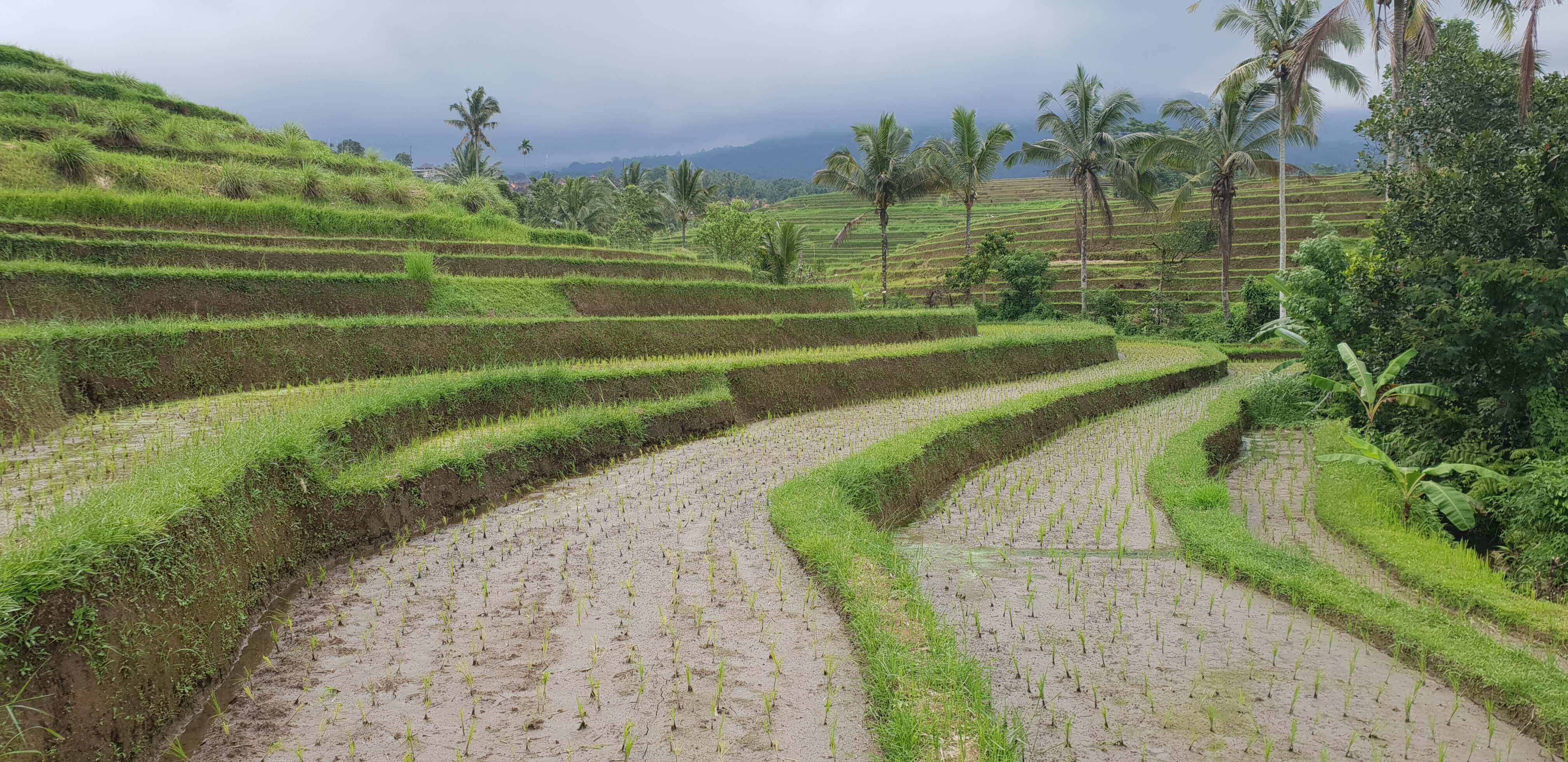 Walking through the rice paddies is a relaxing and rejuvenating feeling