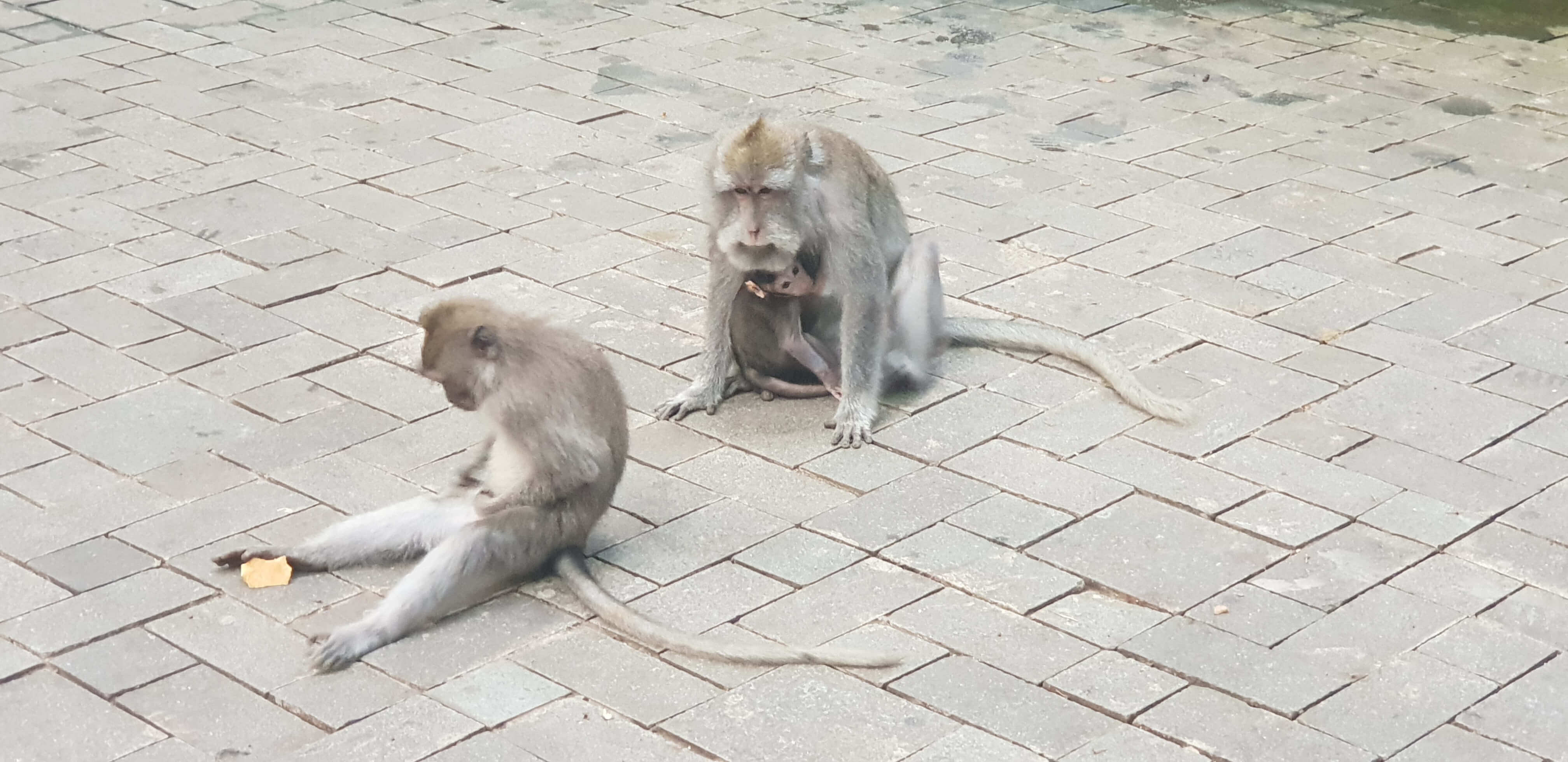 You can spot adorable baby monkeys too but try avoiding eye contact with the monkeys