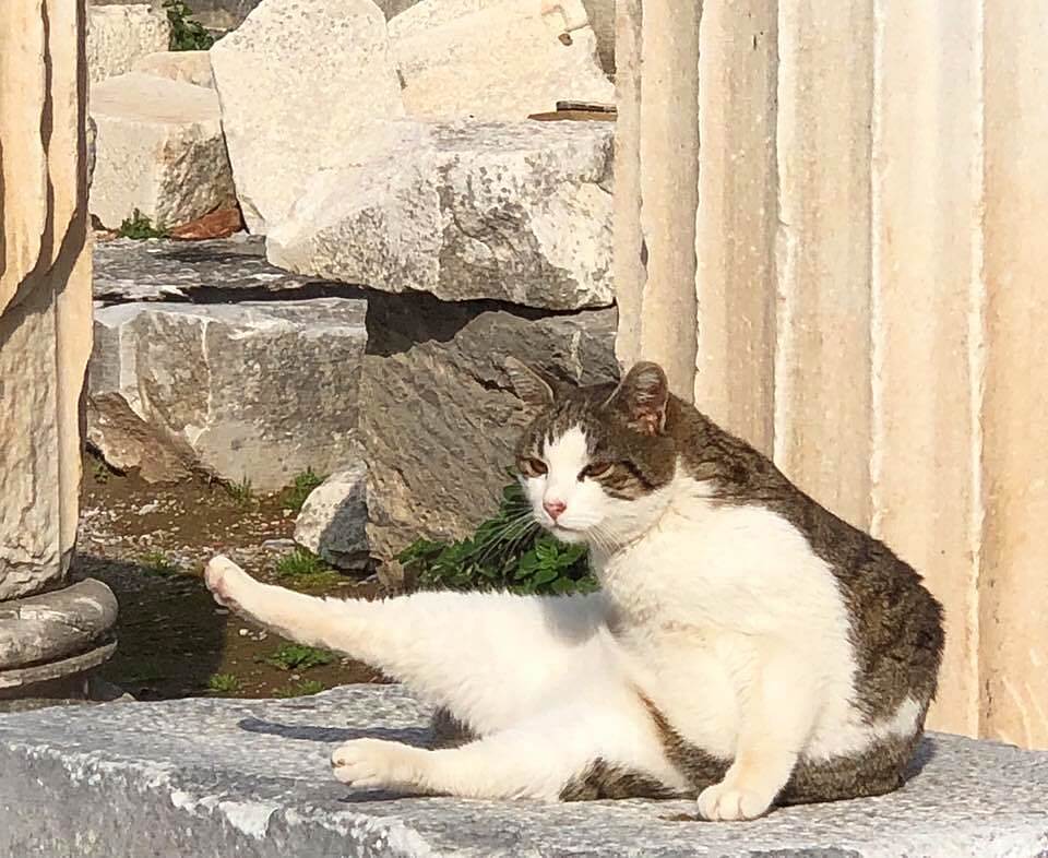 A rockstar cat I spotted in Pamukkale performing for the cameras