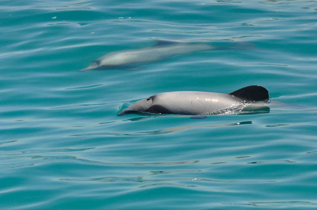 Swimming with wild dolphins in Akaroa is one of the most fun things to do in New Zealand South Island