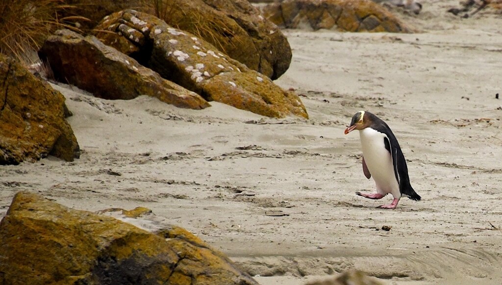 Watching the yellow eyed penguins returning home for the night is an experience in itself