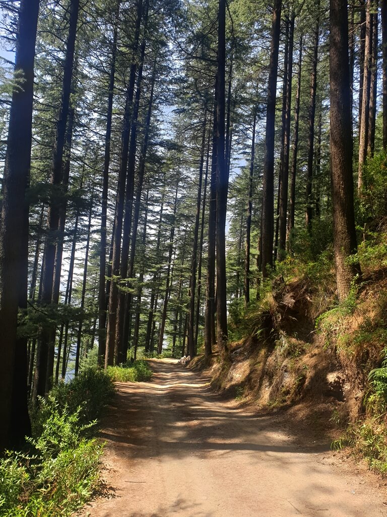 Deodar trees on both sides of the walking path guard you against the sun