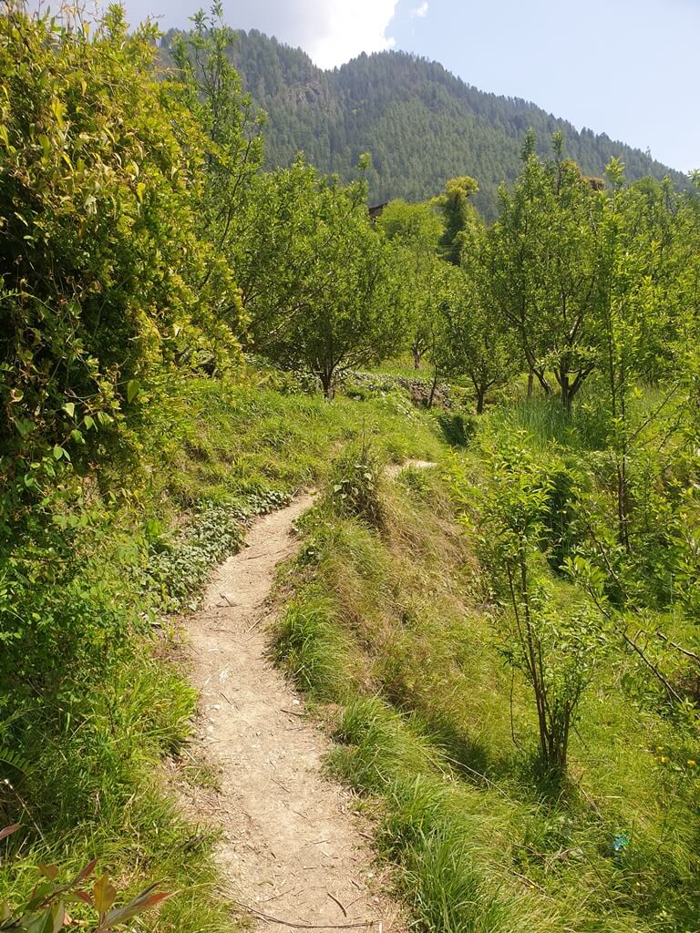 On your way to Chehni Kothi you will hike through a picturesque forest