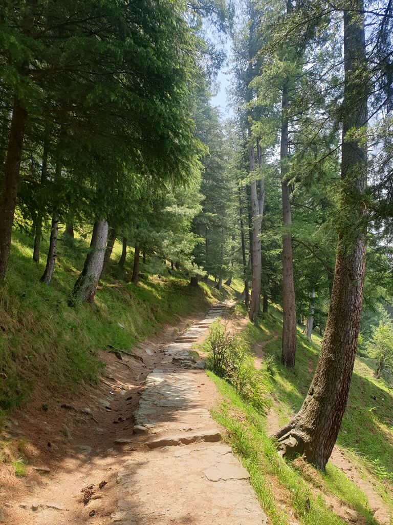 The tall pine, fir, and deodar trees on either side of the walking path make the hike to the Bijli Mahadev temple a pleasant experience