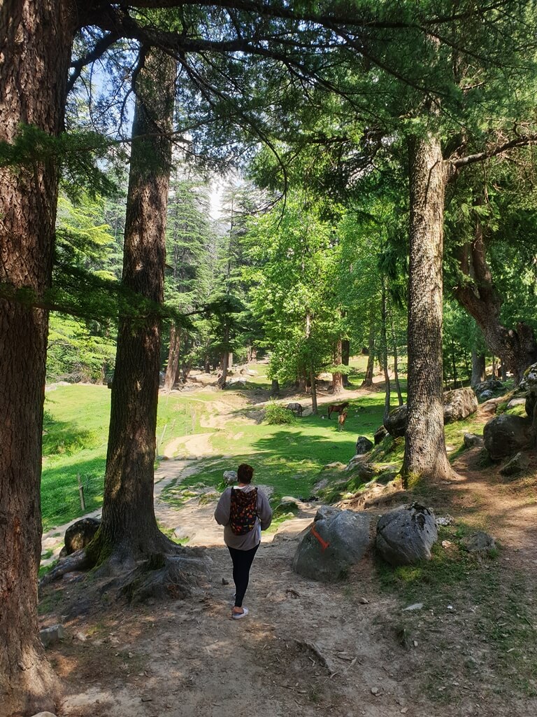 The tall pine trees and the clear handwritten signage on the rocks ensure that your trek to the Sajla waterfall is a pleasant one