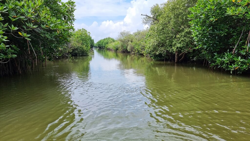 Pichavaram Mangrove Forest is the second largest mangrove forest in the world