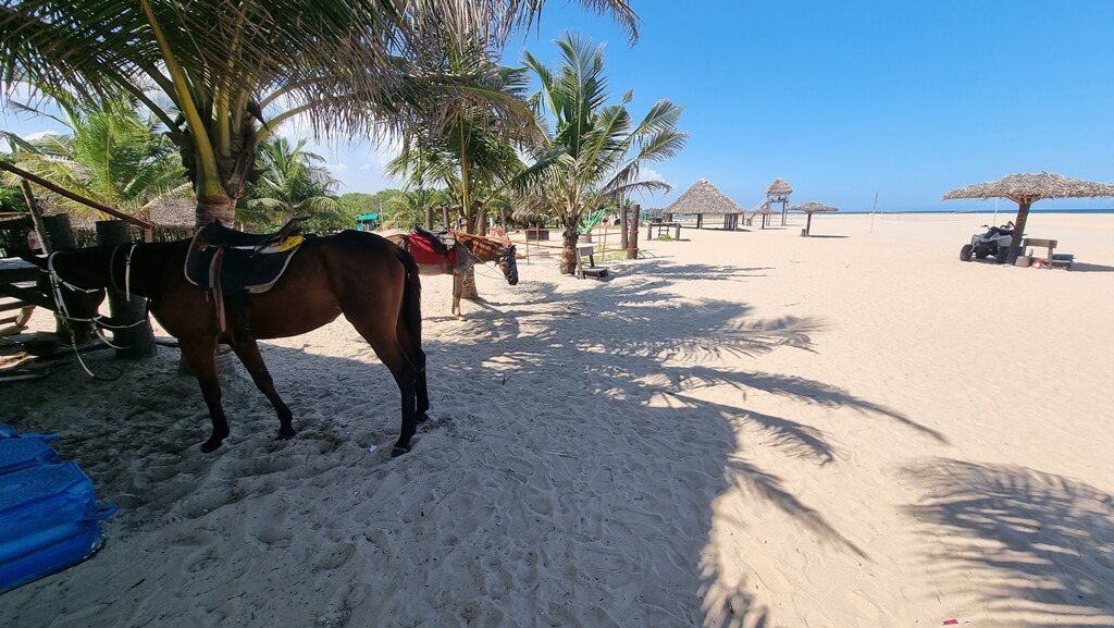 With the help of the beach staff you can indulge in several activities like jet skiing, kayaking, canoeing and horseriding