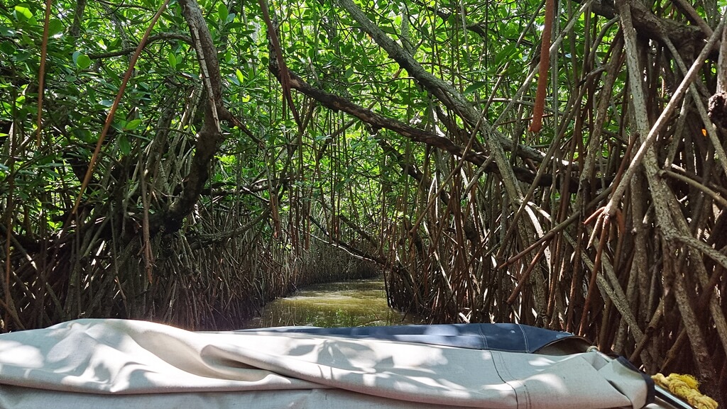 You can choose to explore the mangroves either through a row boat or a motorboat